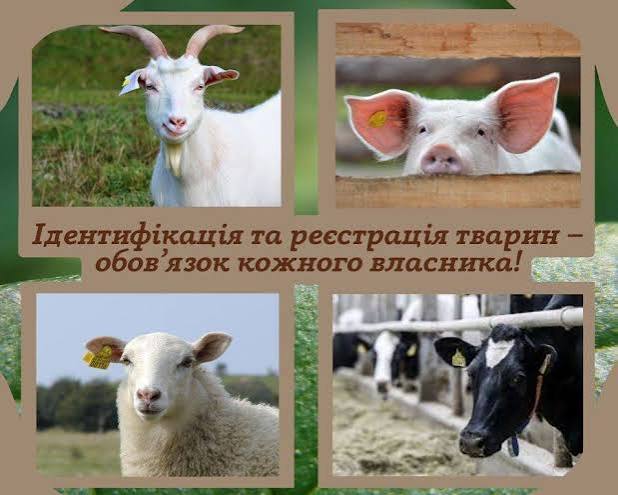 Ідентифікація та реєстрація тварин